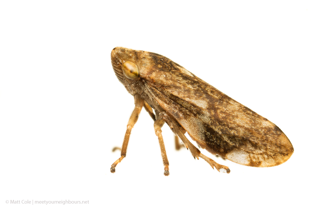 MYN Common Froghopper - Philaenus spumarius